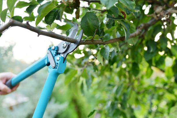 Best Tree Pruning Services  in Beulah, ND